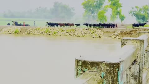 During The Rain ☁ Recording My Village Phulpota Sindh ❤ #Rain #maxRECORDS #Vlog