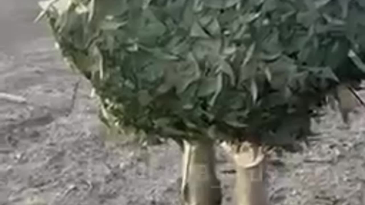 New Russian technology 😳