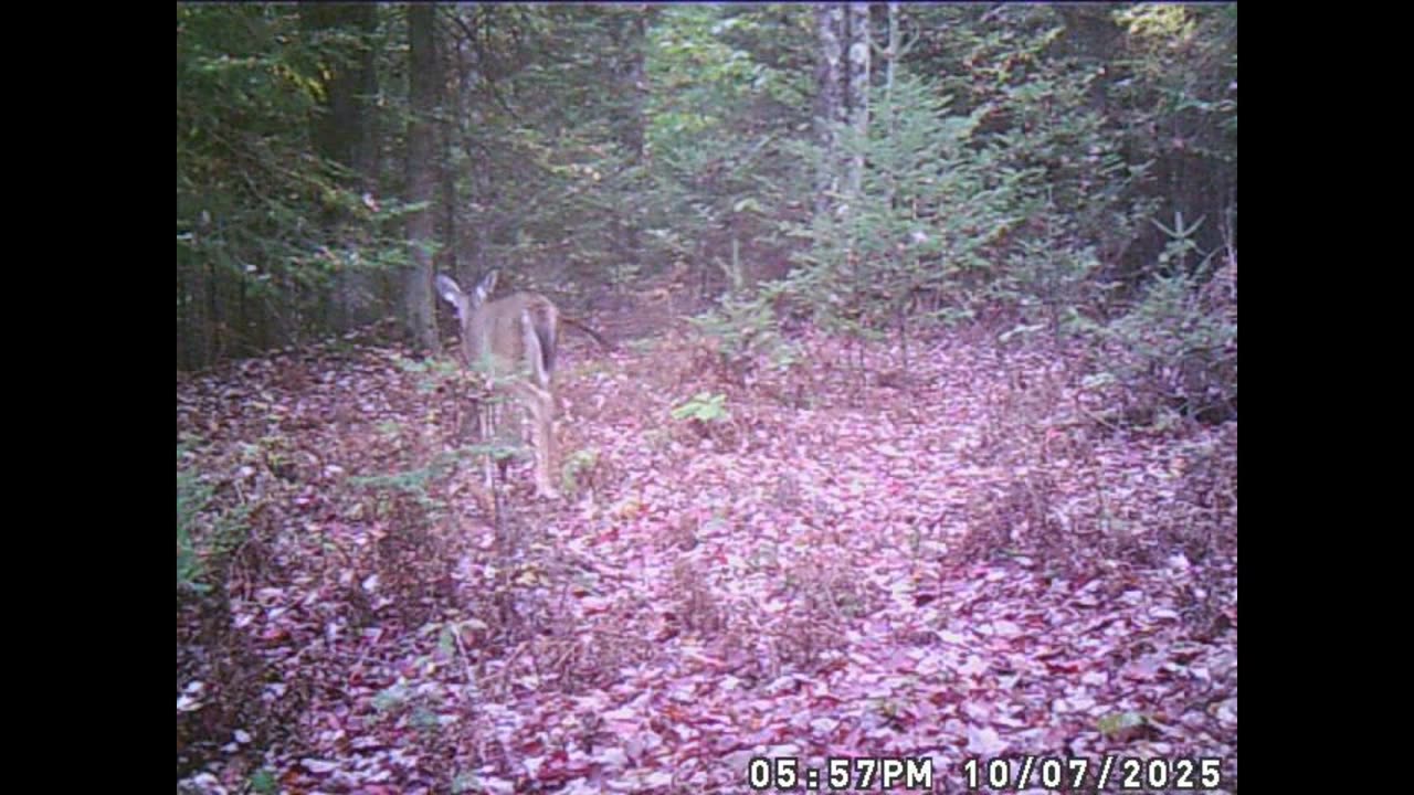 5 did you see that coyote chasing the buck