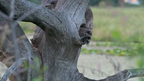 Raccoons Emerging From Their Den