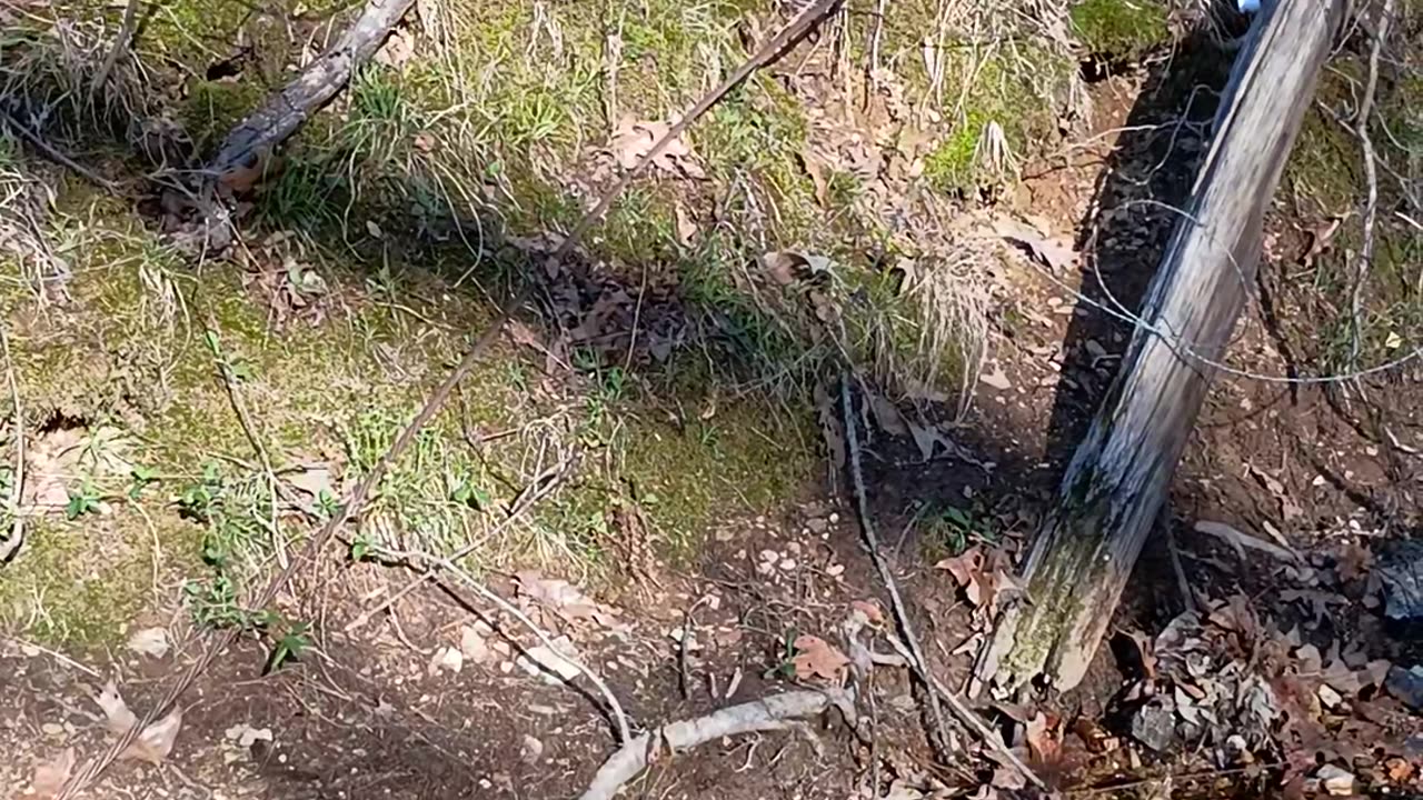 Morning walk , part 2