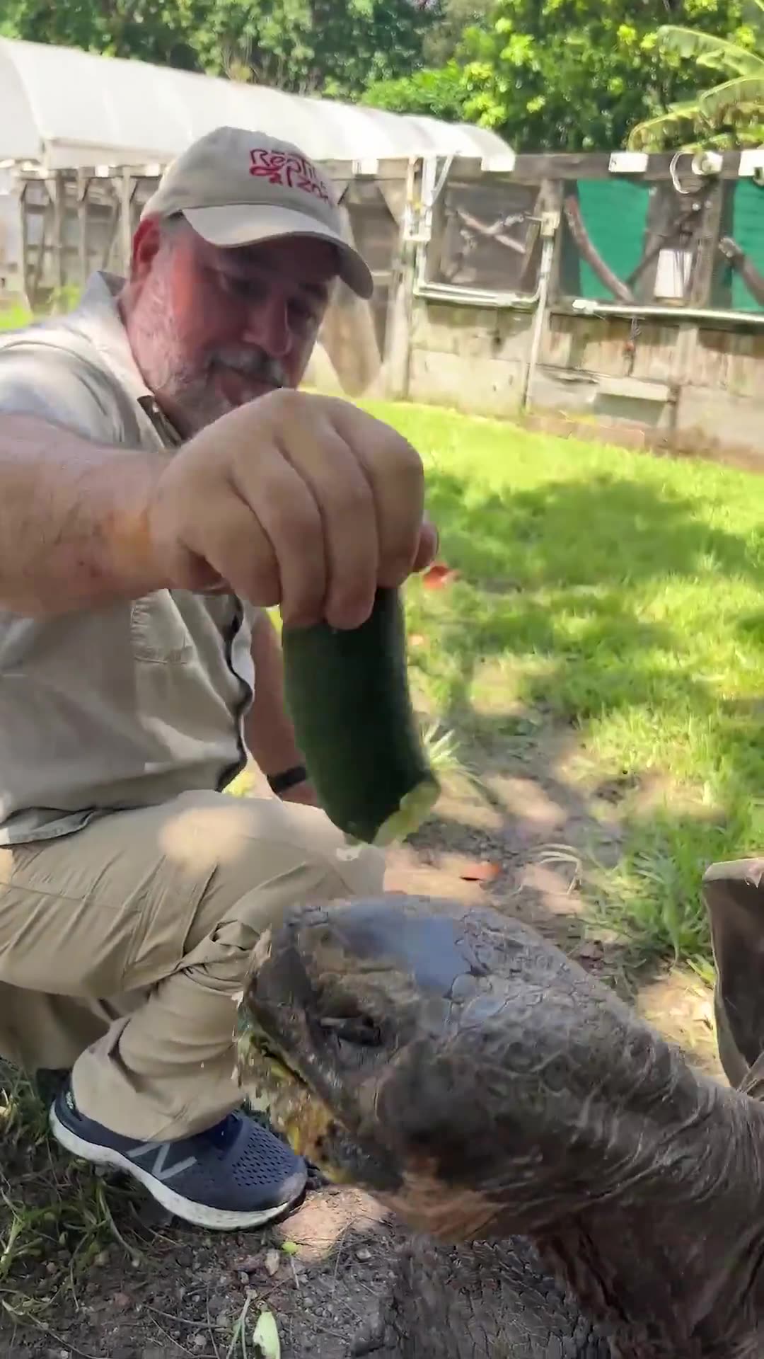 106 Year Old Galapagos Tortoise