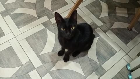 Playtime with My Cat: Fun and Cute Moments