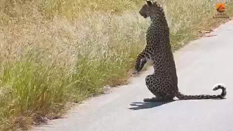 OMG, the Leopard stood on its hind legs to get better view of its prey 😅😅😅
