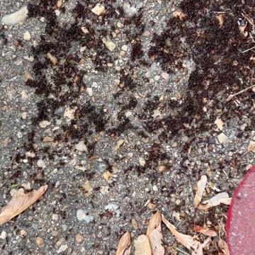 Ep. 277 "Crusades" by Patrick Henry The Batman