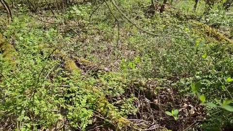 How to Find Morel Mushrooms - Tips & Tricks for Foraging the Best Tasting Thing in the Woods_part4
