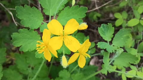 Celandine Poppy