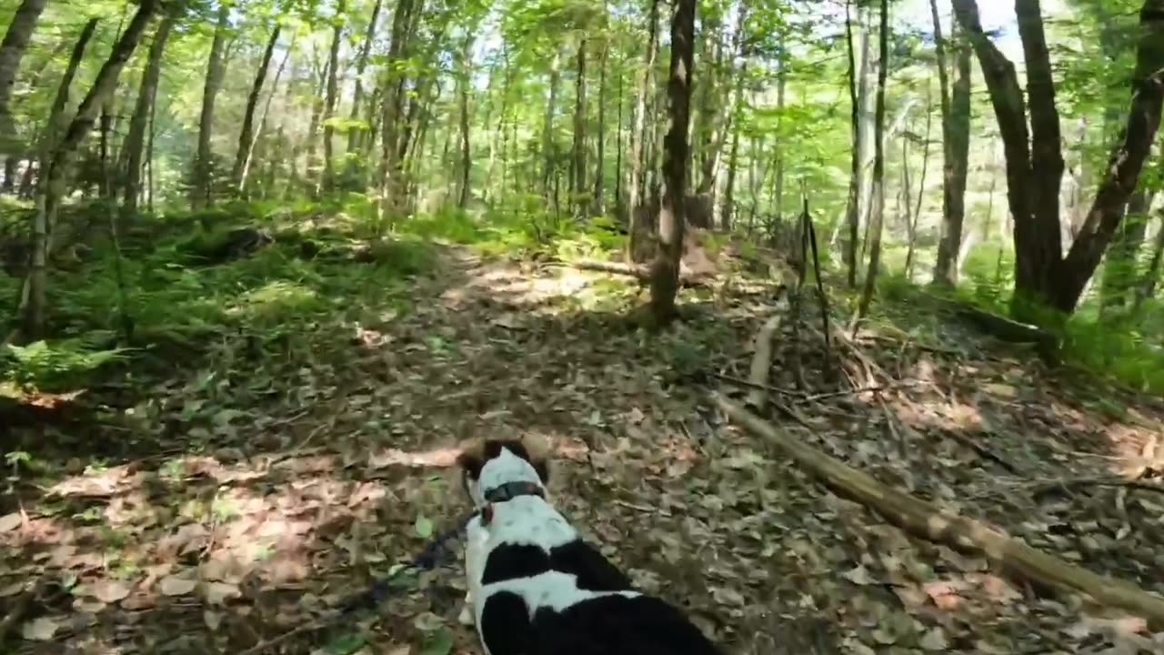 Bandit