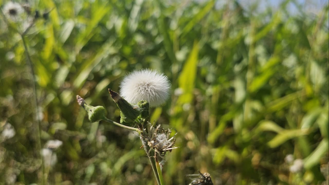 Diente de león_ La planta que todos pisan