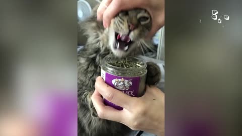 1 Hr Funny Animal Video