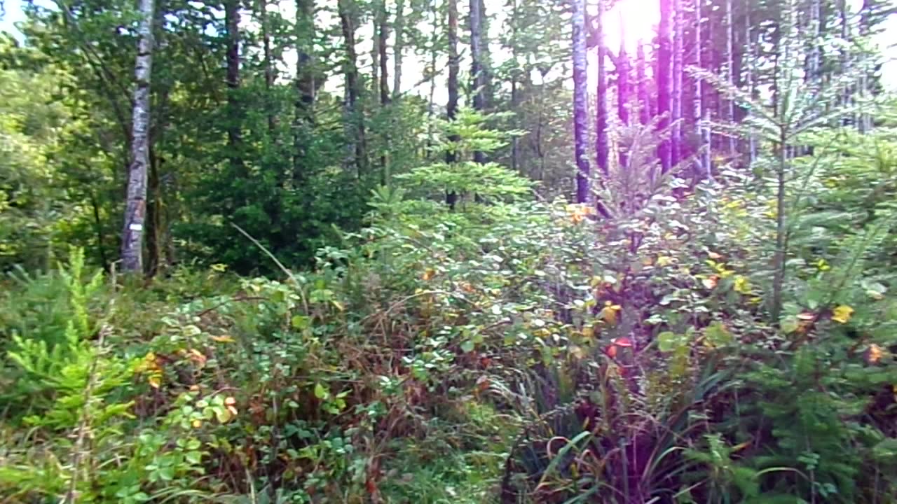 Out in the wilderness for a day 11/8/25: