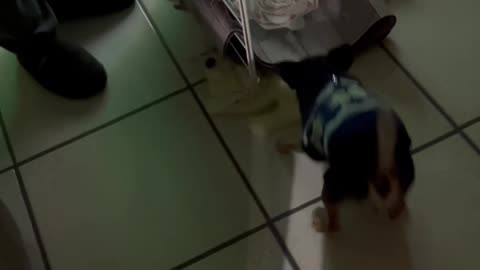 Puppy Pulls Toy And Knocks Laundry Down