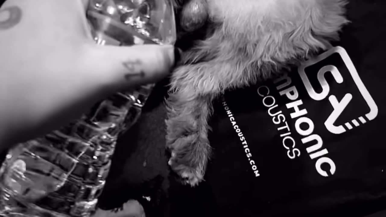 Trippie Redd Waters His Dog!
