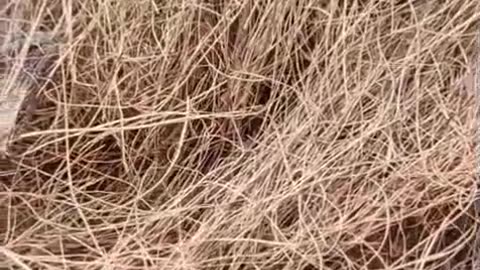 Coconut Fibre Manufacturer – কয়ার – নারকেল ফাইবার – নারিকেল ছোবড়া