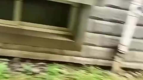 Funny Animals