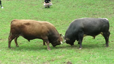Peran od Demirovića vs Kobra od Ibre i Selima Vlasinje 2025