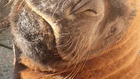 Scratchy Scratchy Wakey Wakey