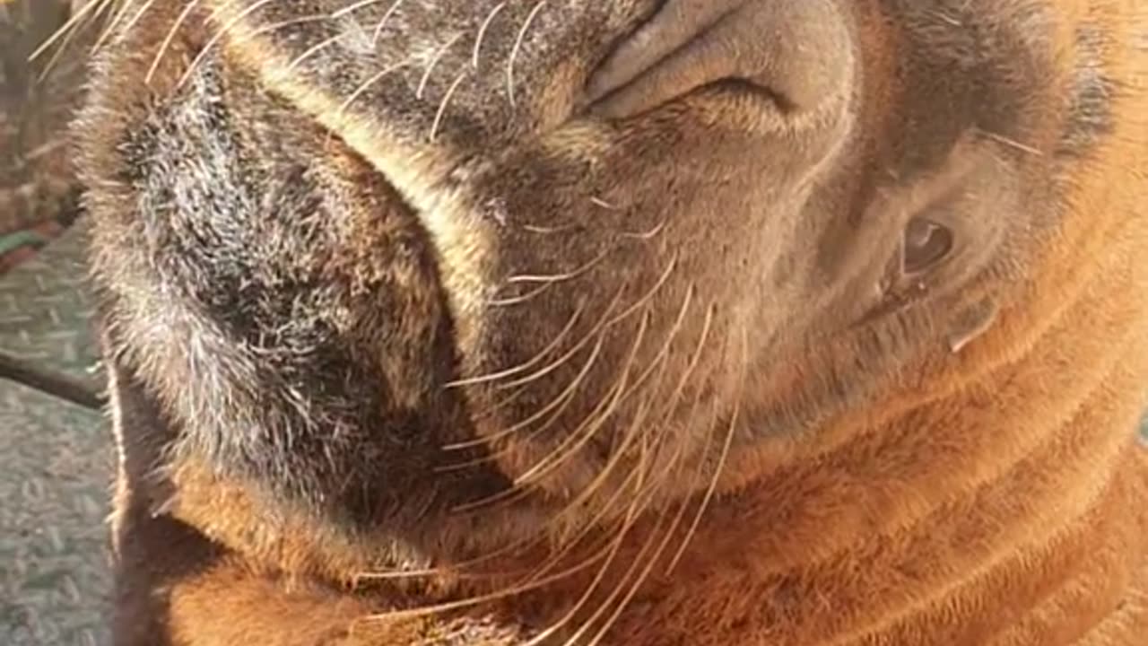 Scratchy Scratchy Wakey Wakey