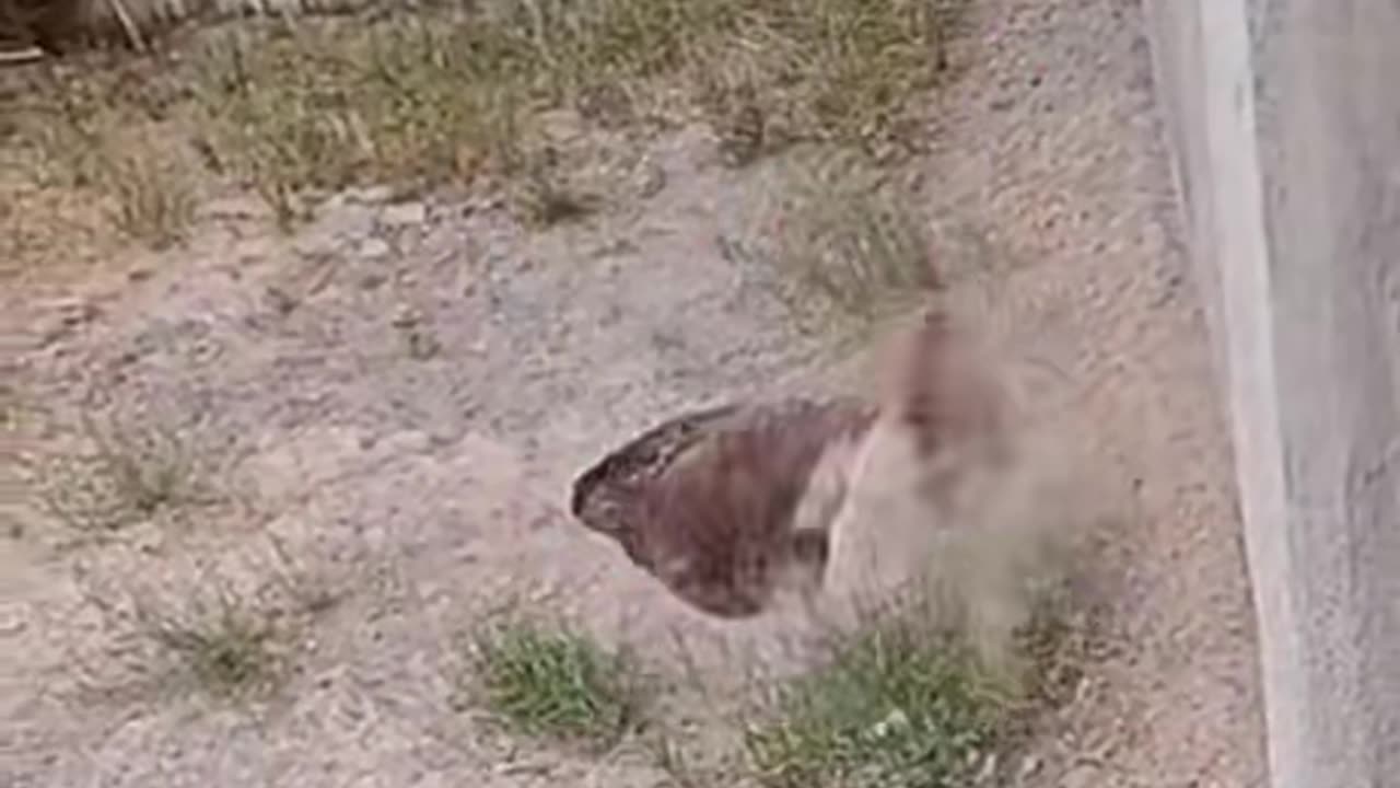 Adios