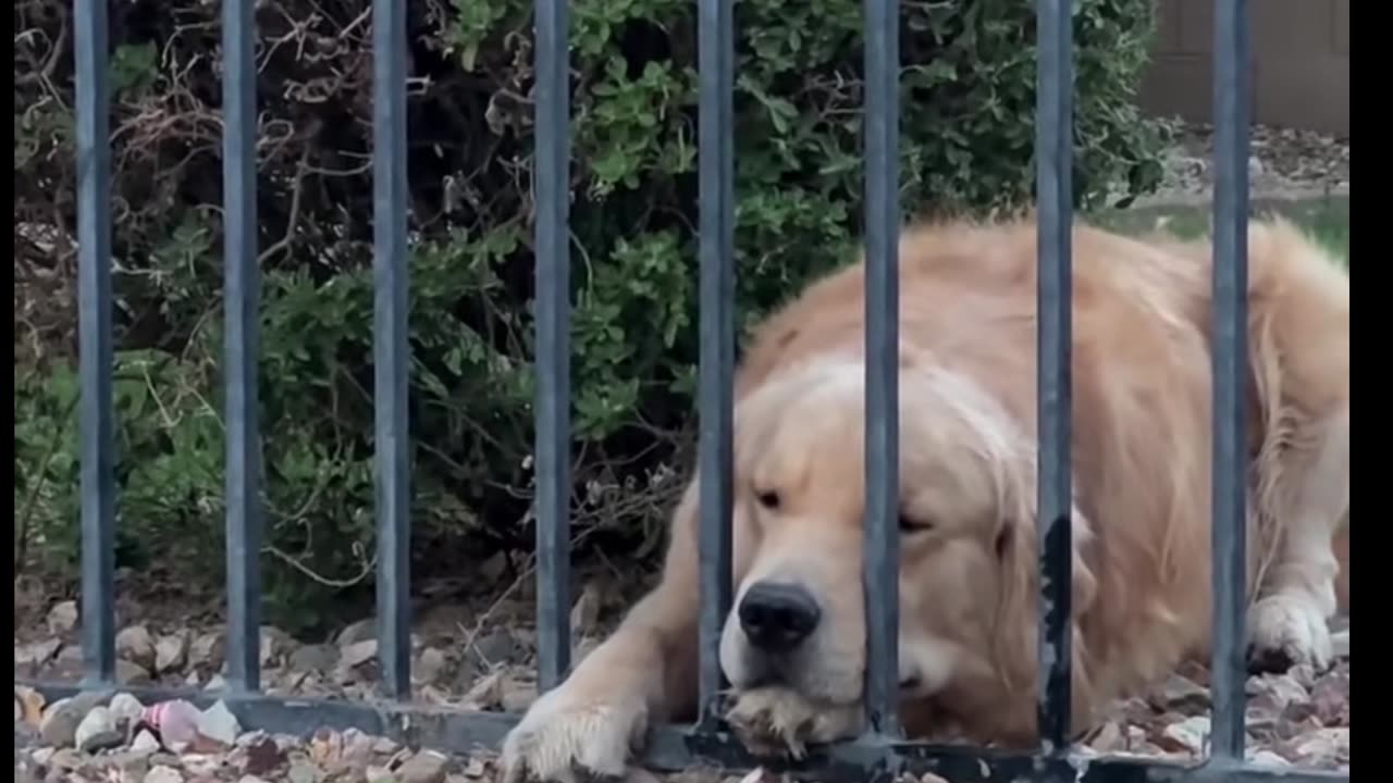 Cachorros maravilhosos