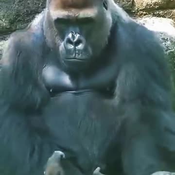 A Father's Love in the Wild 🐧🦁🦍 | Happy Father's Day | Sounds of Nature