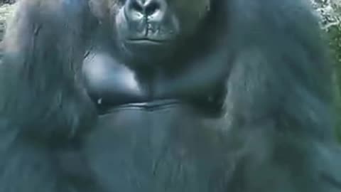 How Fathers Love in the Wild 🐧🦁🦍 | Happy Father's Day | Sounds of Nature