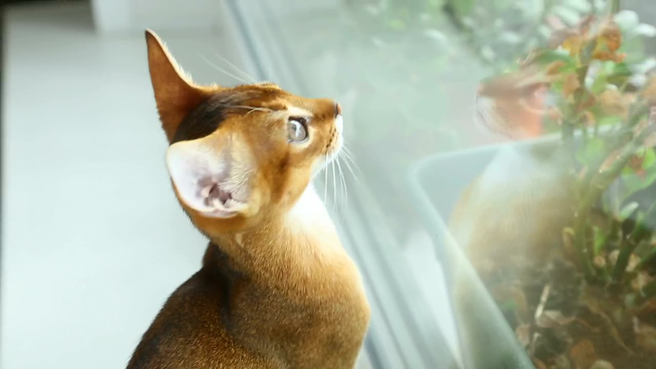 Little cat staring at the window