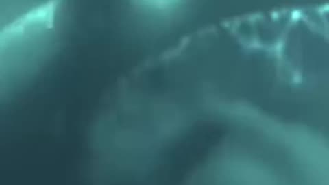Watch and Smile Away 🌟 Turn off your brain and enjoy