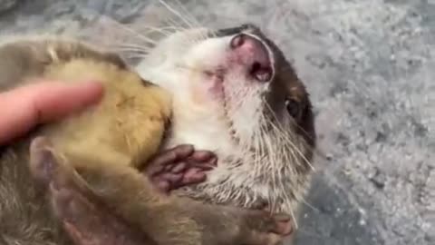 Baby otter💕 Dino