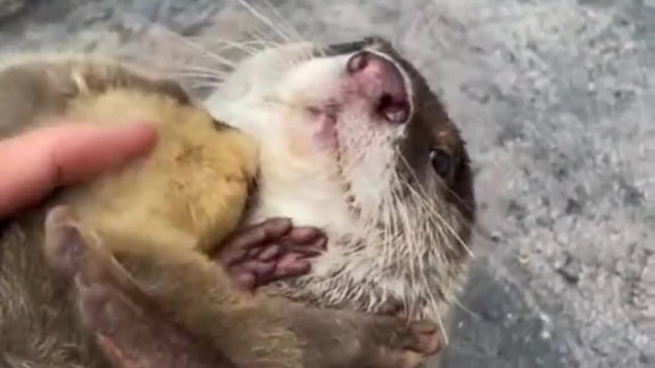 Baby otterđź’• Dino