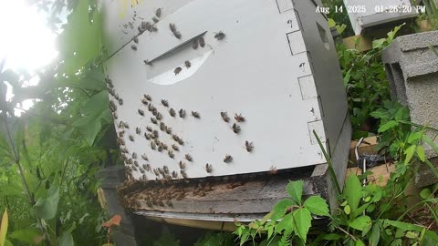 Bees on a Thursday Afternoon