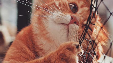 Cats’ Secret Rulebook (Humans, Pay Attention!)