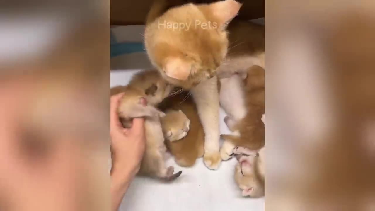 Funniest animals will brighten all your day 😅New Fresh 2025 Compilation😅