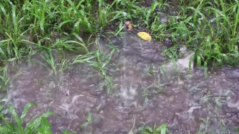 🌧️ What Causes That Smell After Rain? 😮 | Amazing Rain Fact