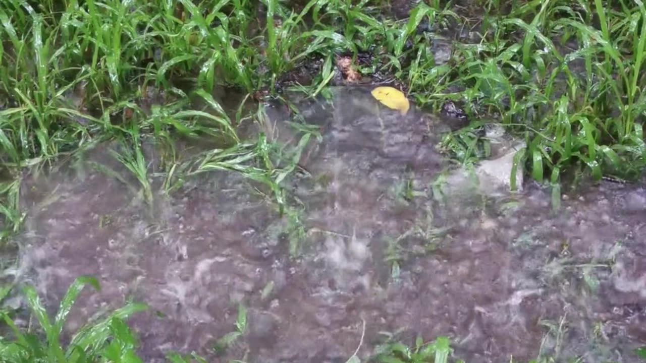 🌧️ What Causes That Smell After Rain? 😮 | Amazing Rain Fact