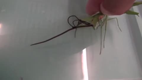 Horsehair worm parasite in a Mantis
