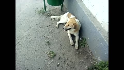 Watch: Two Dogs' Hilarious Bus Stop Adventure [Must-See Footage]