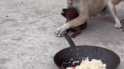 "🐶🍖 Brave Puppy vs. Big Dog – Food Fight! 🔥"