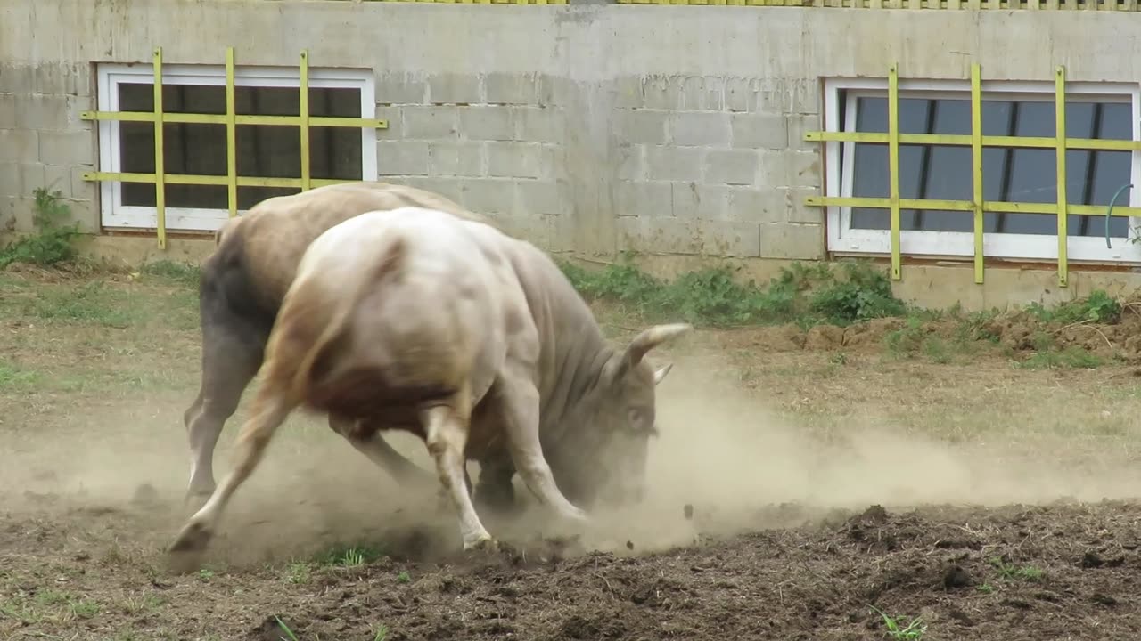 Golub od Kukavice vs Bijeli od Halilovića Hrustovo 2025