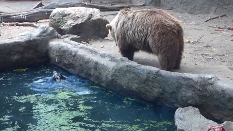 60 Animals Saving Other Animals Caught On Camera