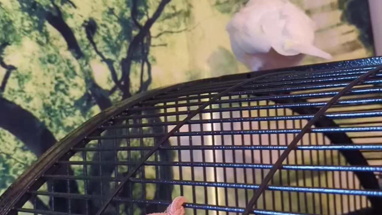 Cockatoo Likes Curtians