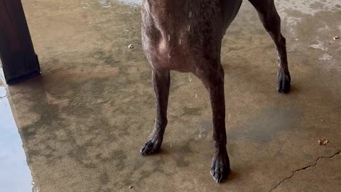 Dog Loves Drinking Out of a Hose