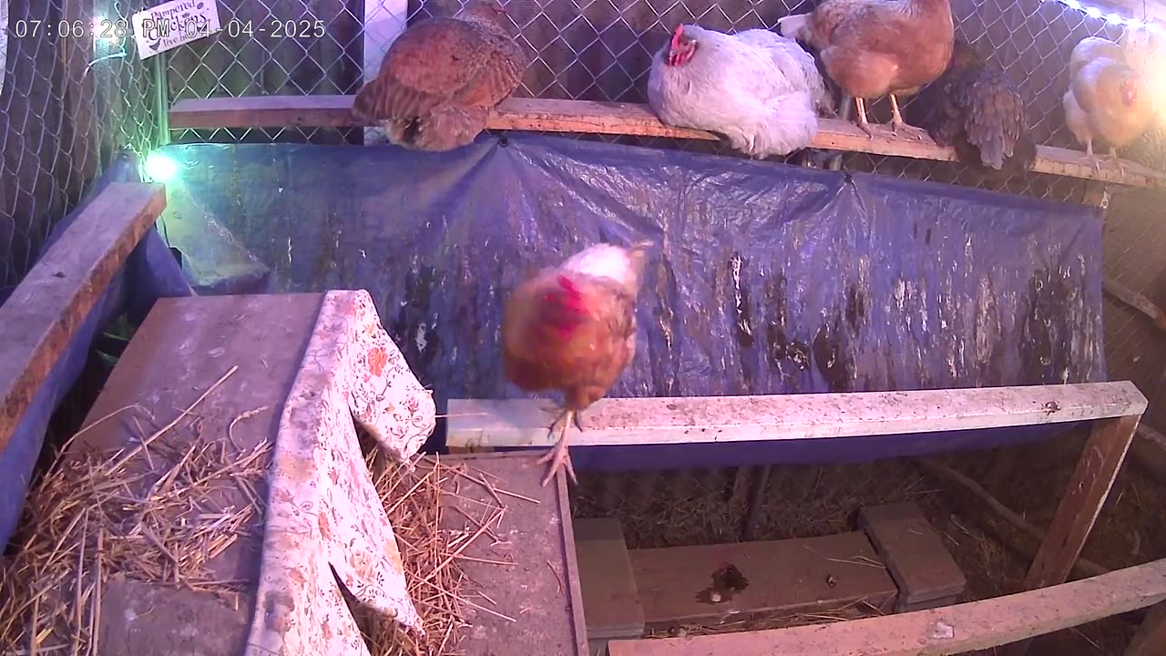 Friday Night Perch Up Cam3
