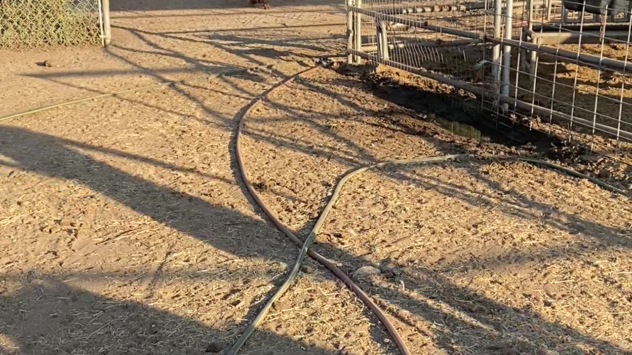 Feeding time again at Lil patch of heaven