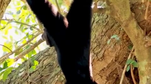 Back to Basics: How Our Ancestors Walked for Strength & Balance