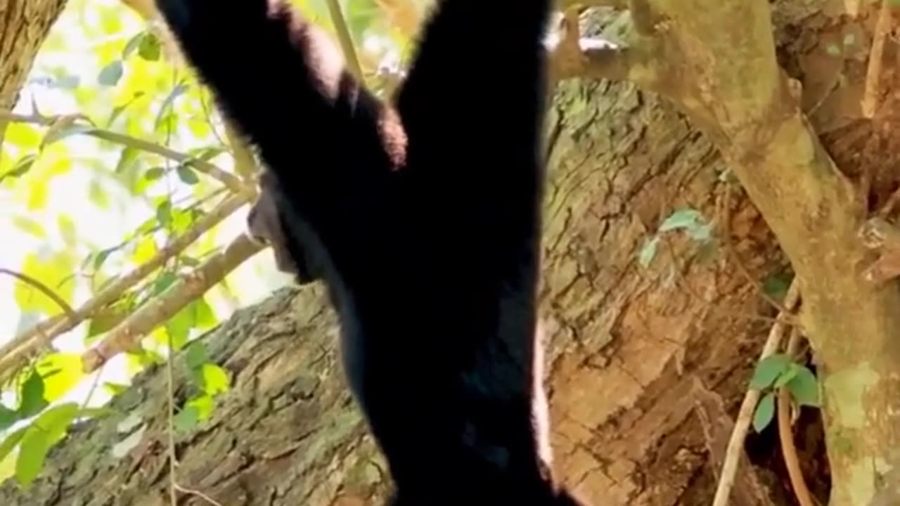 Back to Basics: How Our Ancestors Walked for Strength & Balance