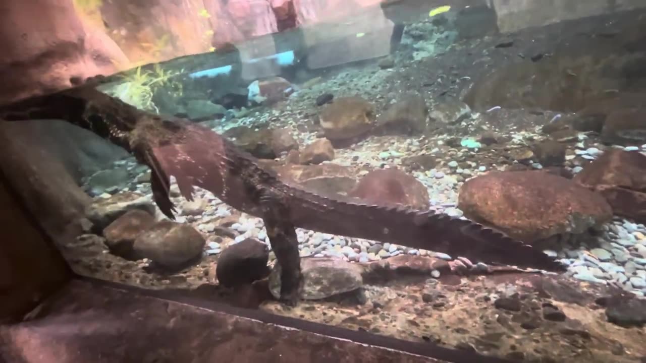 A Crocodile