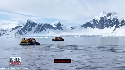 Whales Attacks