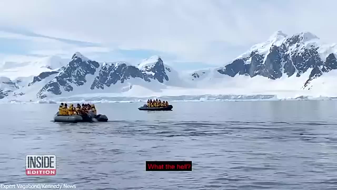 Whales Attacks