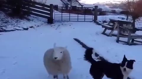Happiest sheep on earth! 😍